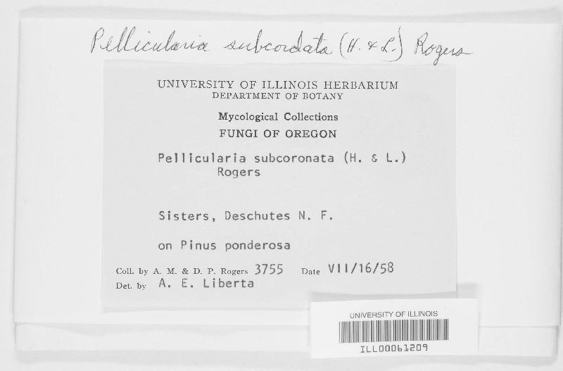 Botryobasidium subcoronatum image