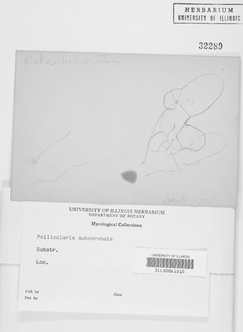 Botryobasidium subcoronatum image