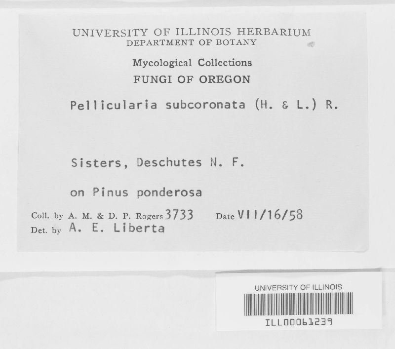 Botryobasidium subcoronatum image