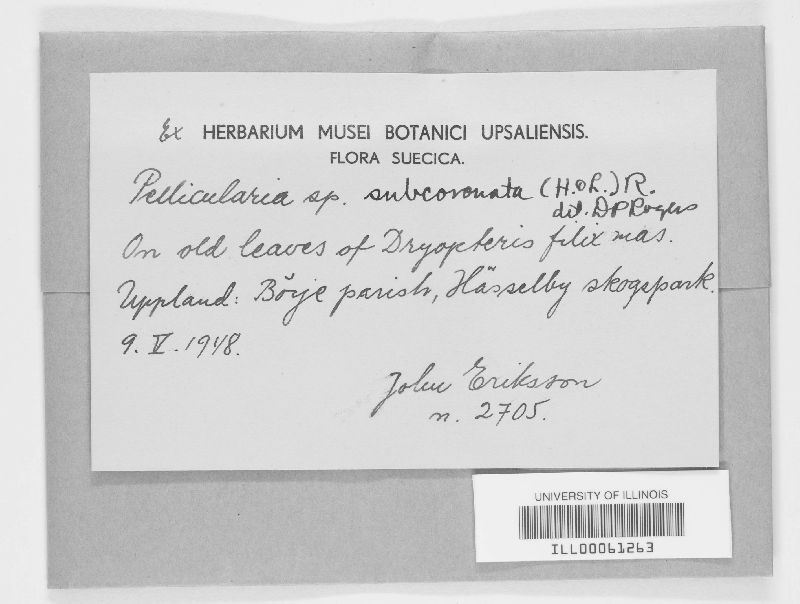 Botryobasidiaceae image