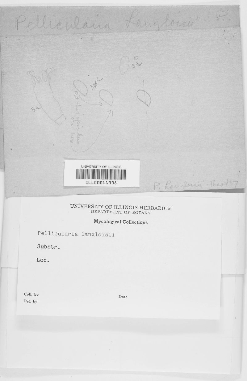 Candelabrochaete langloisii image