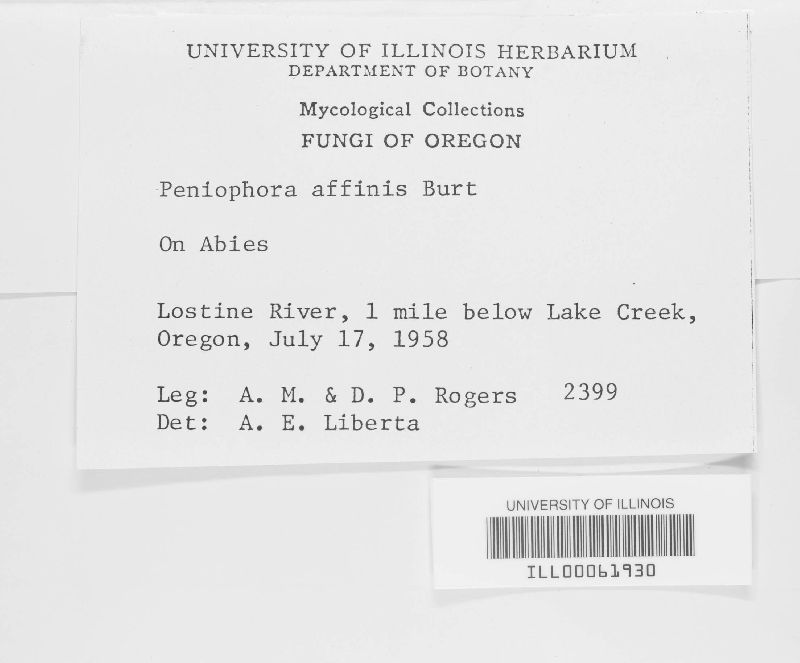 Phanerochaete affinis image