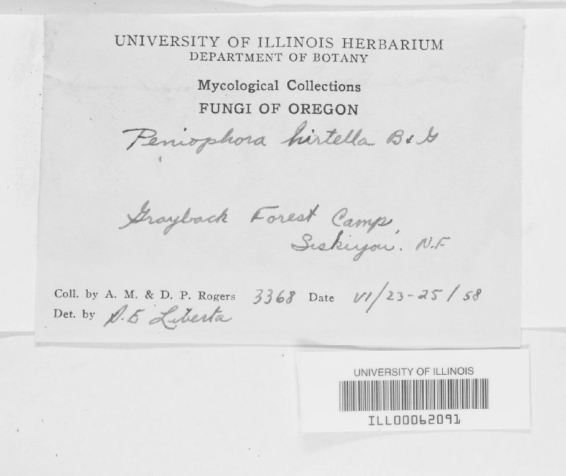 Peniophora hirtella image
