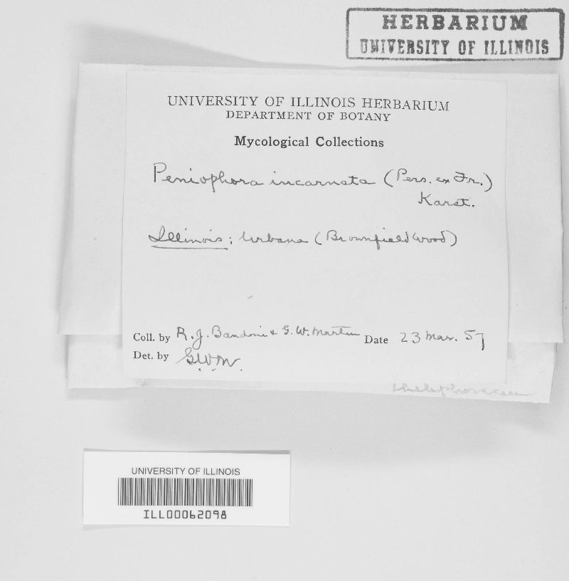Peniophora incarnata image