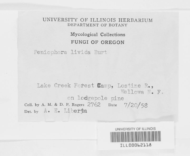 Cabalodontia livida image