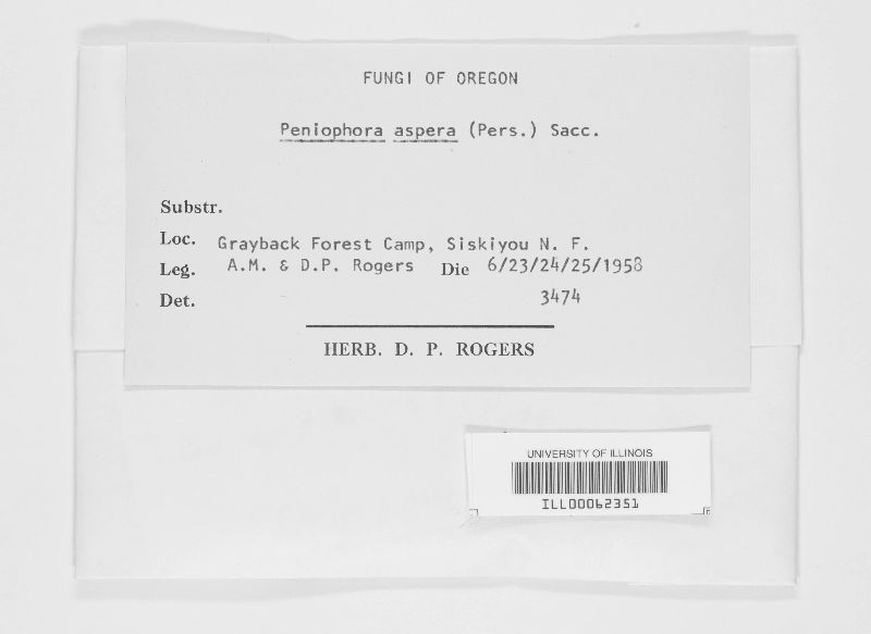 Hyphoderma setigerum image