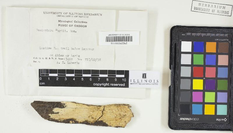 Phanerochaete burtii image