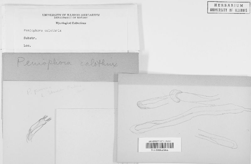 Peniophora calothrix image