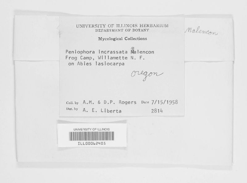 Chaetoderma incrassatum image