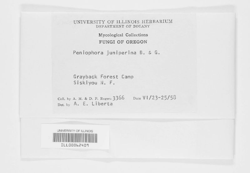 Peniophora juniperina image