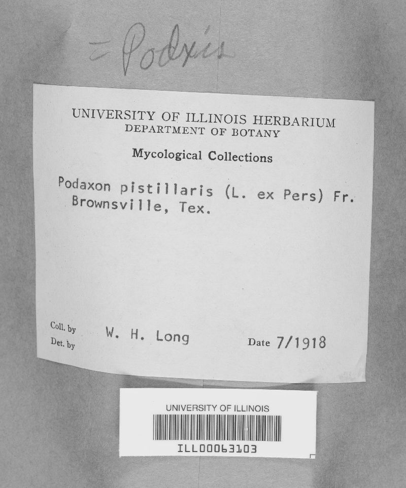 Podaxon pistillaris image