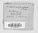 Phellinus gilvus image