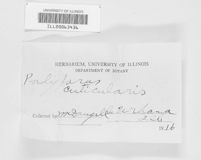 Inonotus cuticularis image
