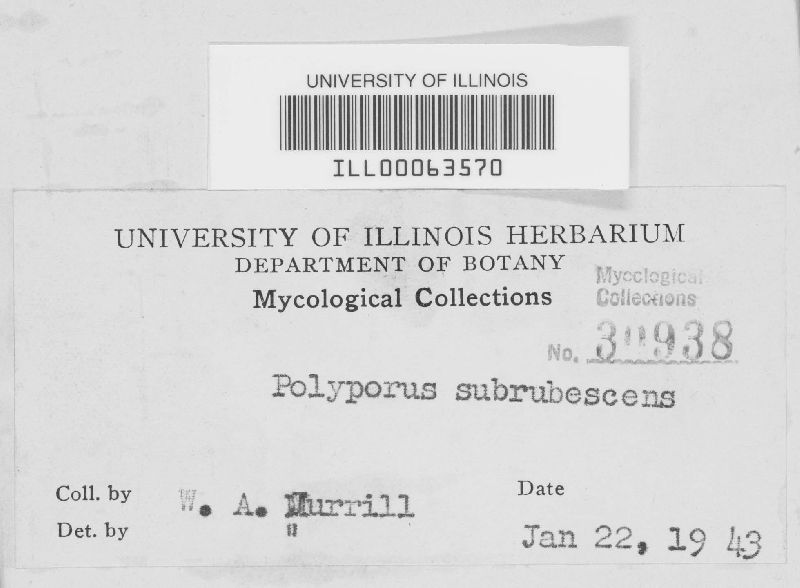 Polyporus subrubescens image