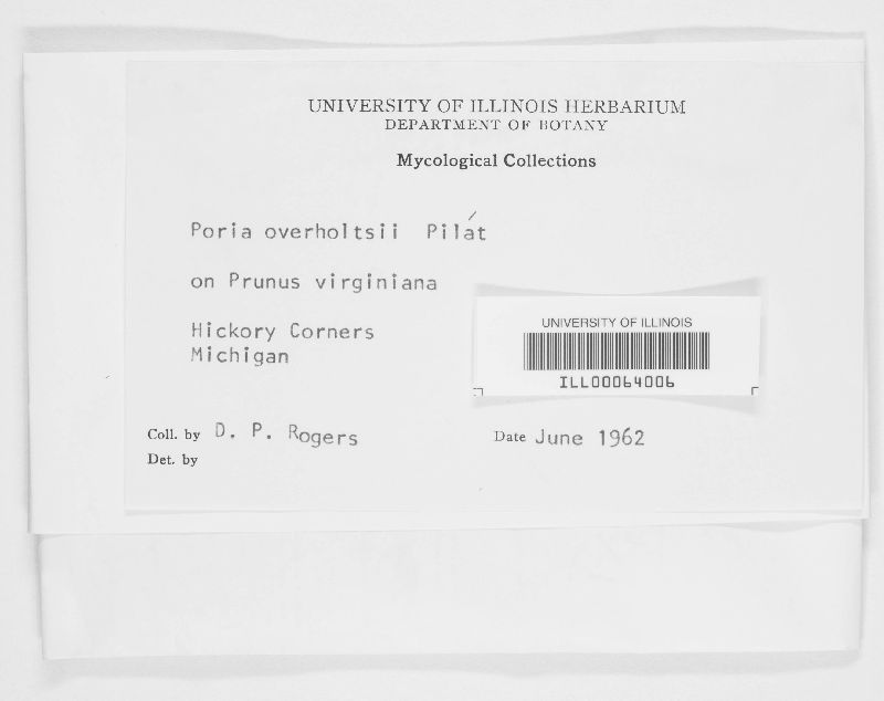 Diplomitoporus overholtsii image