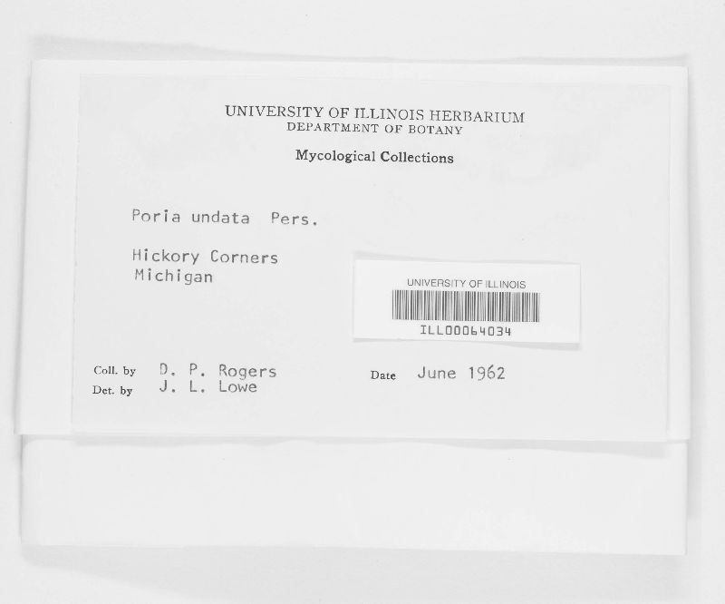 Rigidoporus undatus image