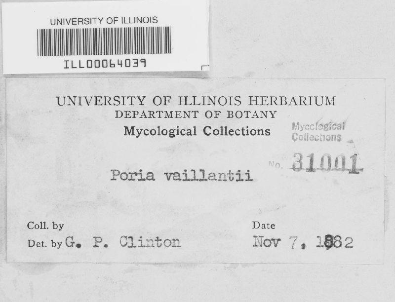 Fibroporia vaillantii image