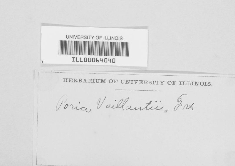 Fibroporia vaillantii image