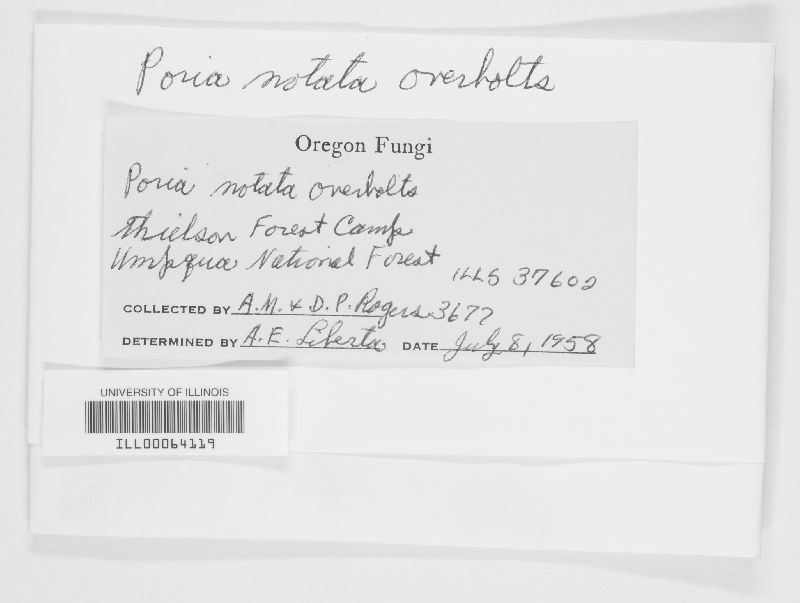 Poria notata image