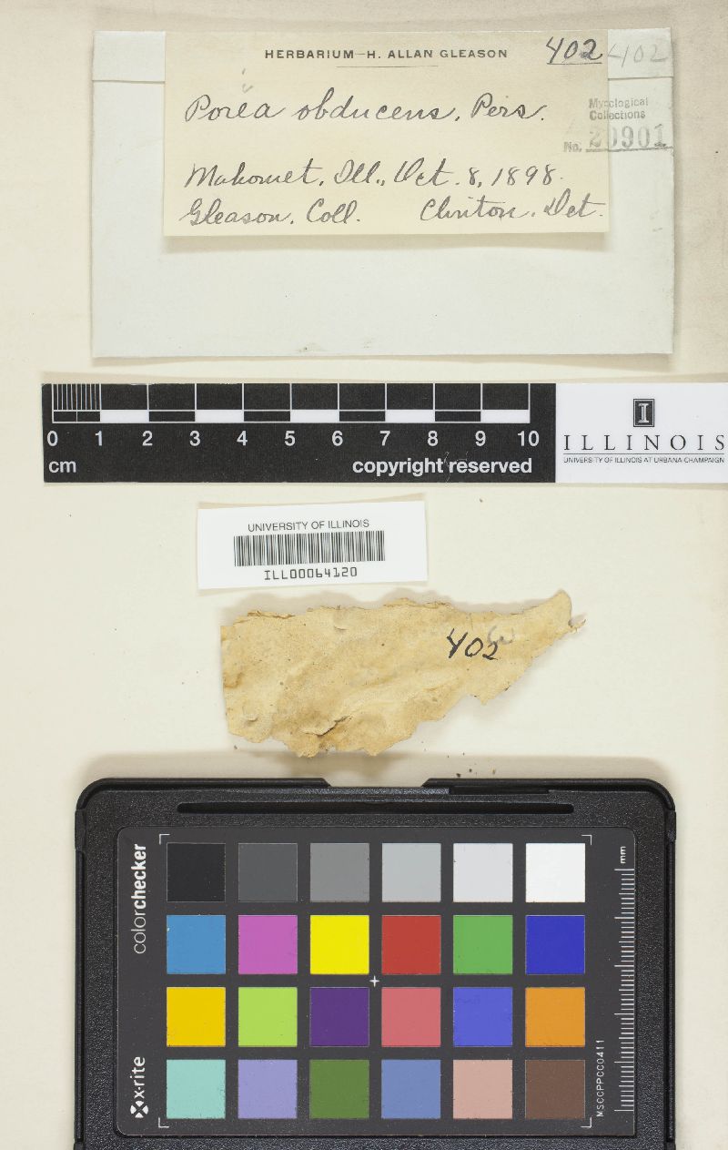 Oxyporus obducens image