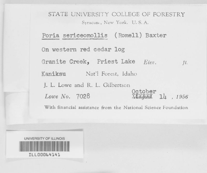 Postia sericeomollis image