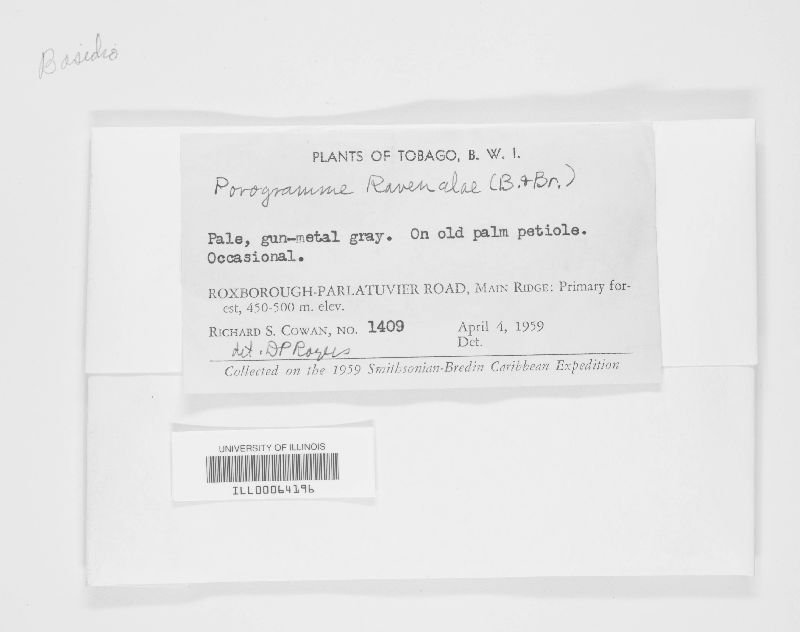 Grammothele fuligo image