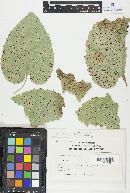 Puccinia cnici-oleracei image