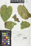 Puccinia cnici-oleracei image