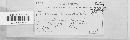 Puccinia emaculata image