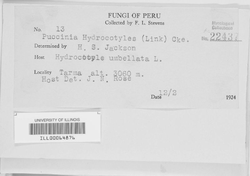 Puccinia hydrocotyles image