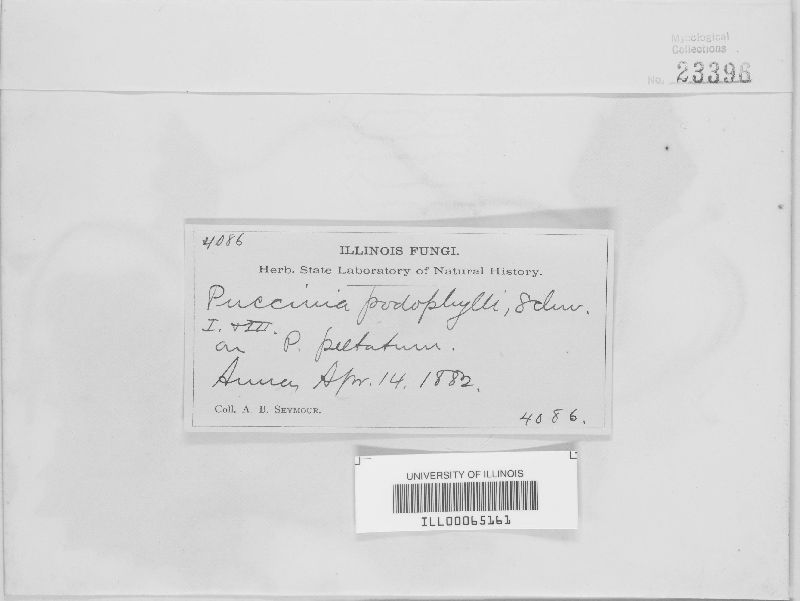Puccinia podophylli image