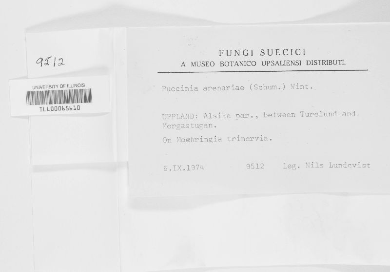 Puccinia arenariae image