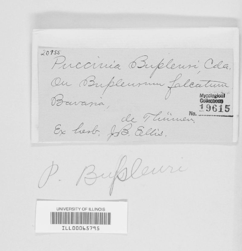 Puccinia bupleuri image