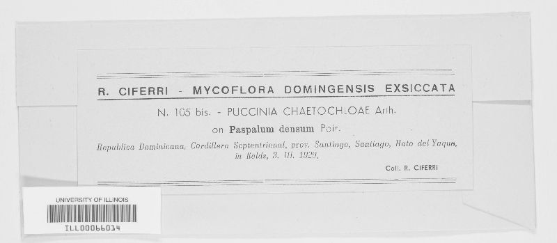 Puccinia chaetochloae image