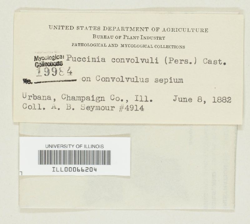 Puccinia convolvuli image