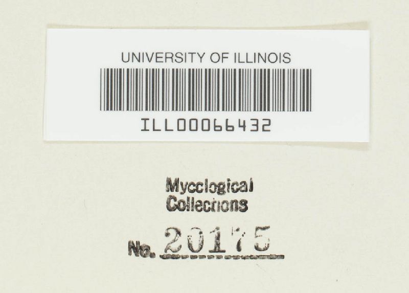 Puccinia cynomarathri image