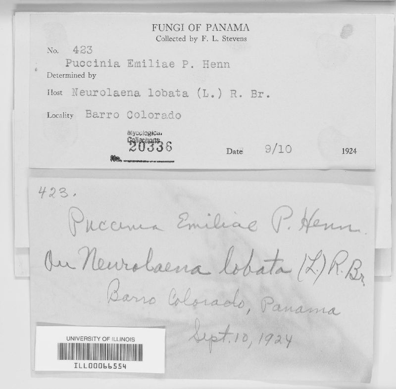 Puccinia emiliae image