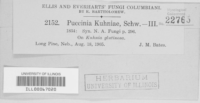 Puccinia kuhniae image
