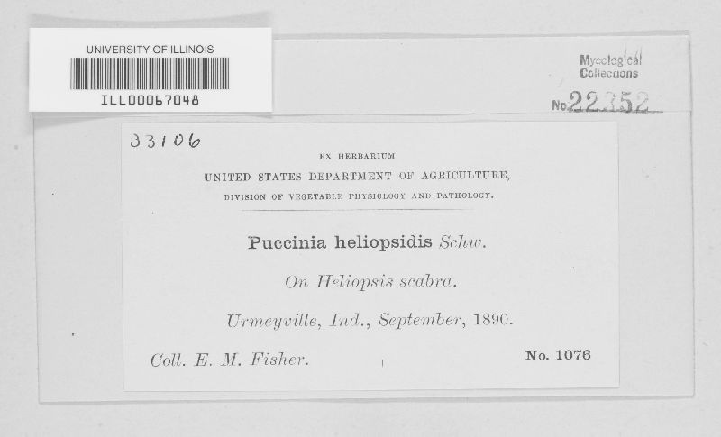 Puccinia heliopsidis image