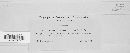 Puccinia hemisphaerica image