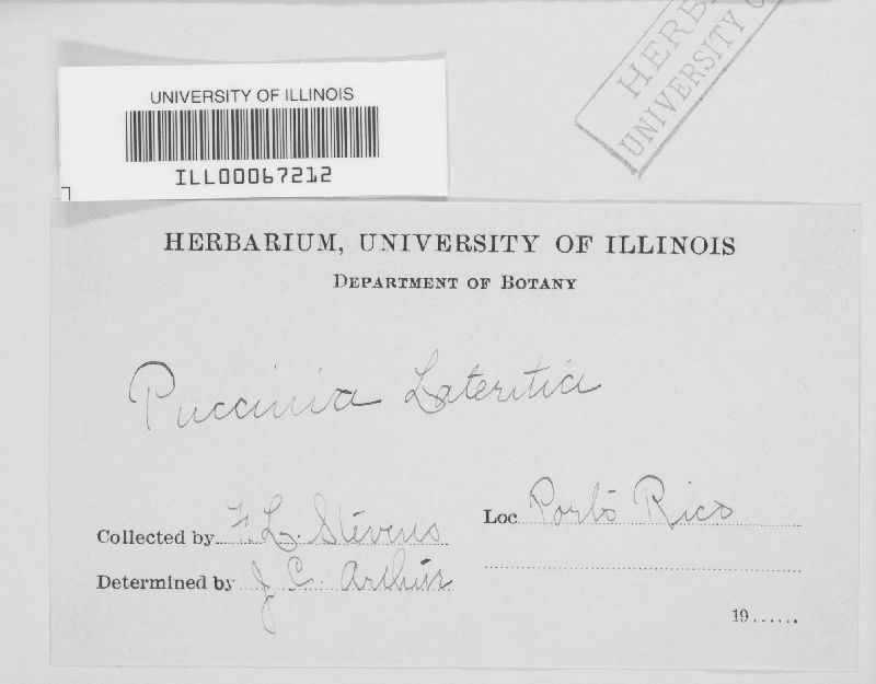Puccinia lateritia image
