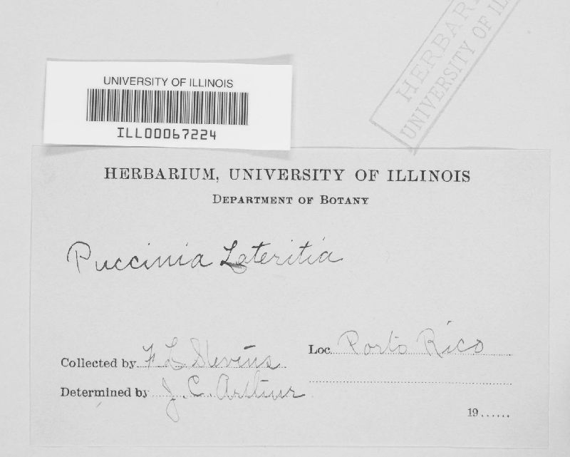 Puccinia lateritia image