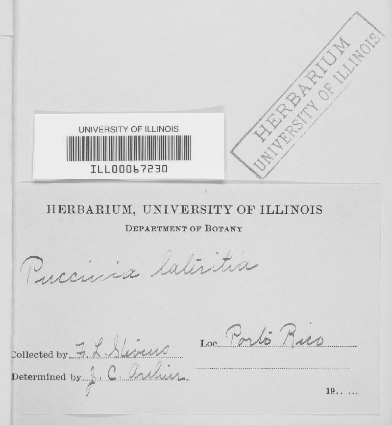 Puccinia lateritia image