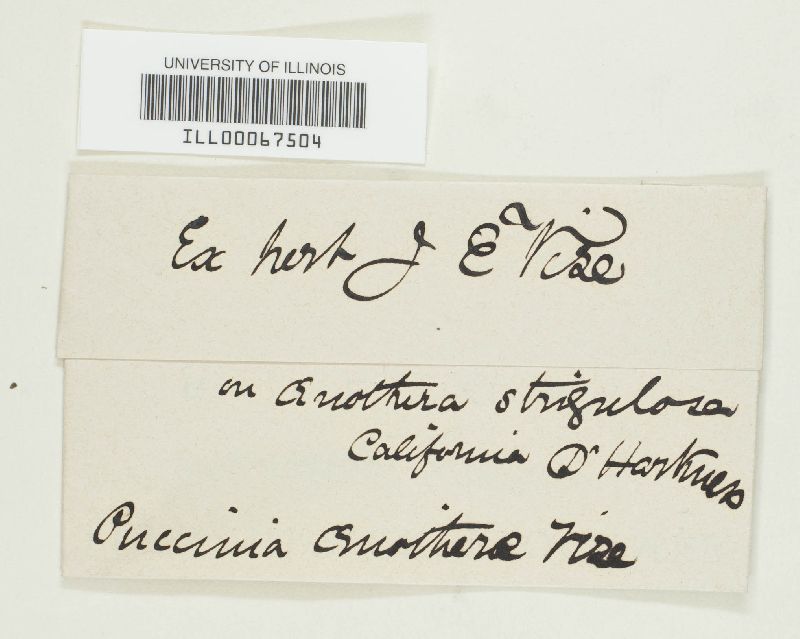 Puccinia oenotherae image
