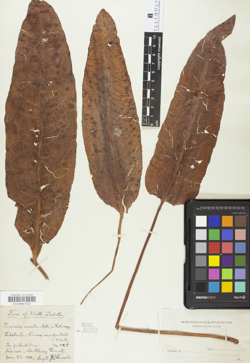 Prospodium appendiculatum image