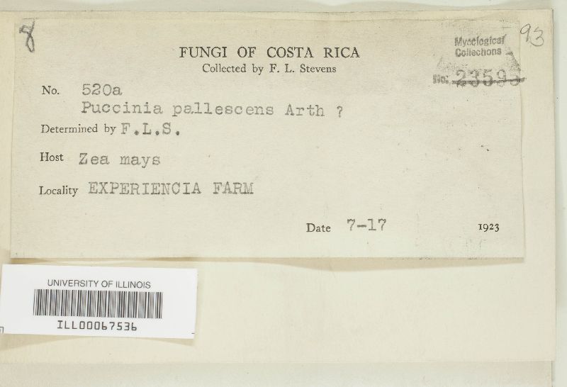 Puccinia pallescens image