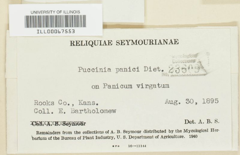 Puccinia panici image
