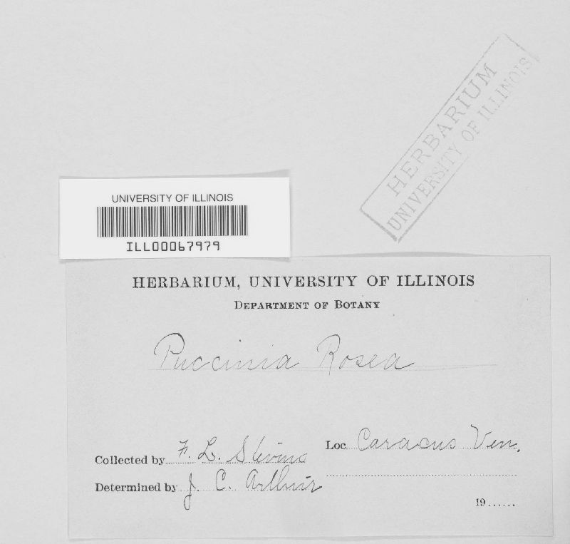 Trichothecium roseum image
