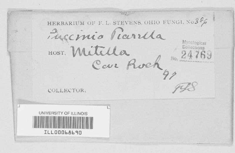 Puccinia tiarellae image
