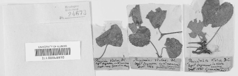 Puccinia violae image